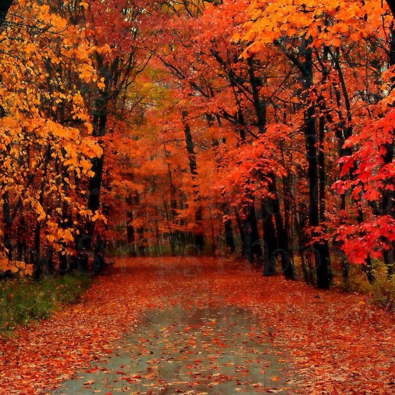 Fll Photo Fall Photo – Photo Scraps