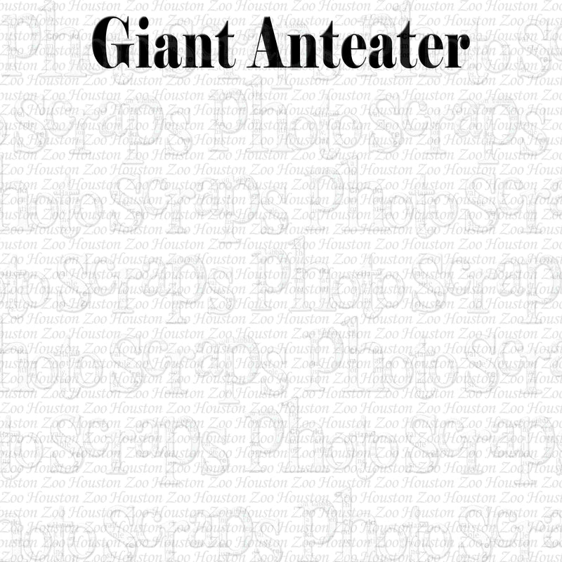 Texas Houston Zoo Giant Anteater Title